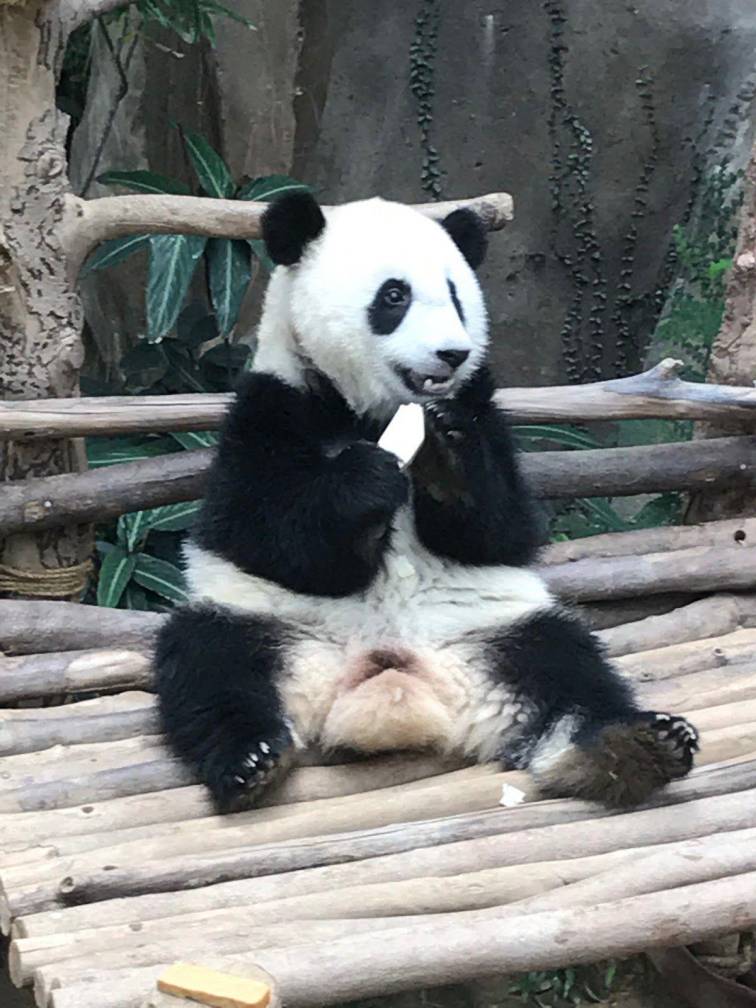 パンダに会える！「マレーシア国立動物園」