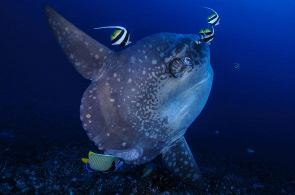 マンボウに会えるかも