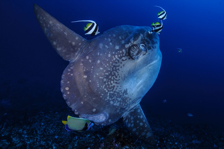 マンボウに会えるかも