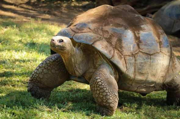 2 galapagos-tortoise