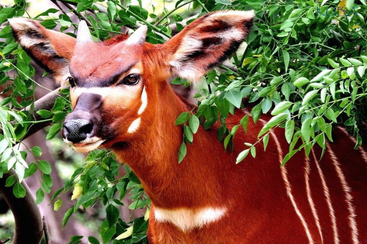 3 bongo honolulu zoo official site