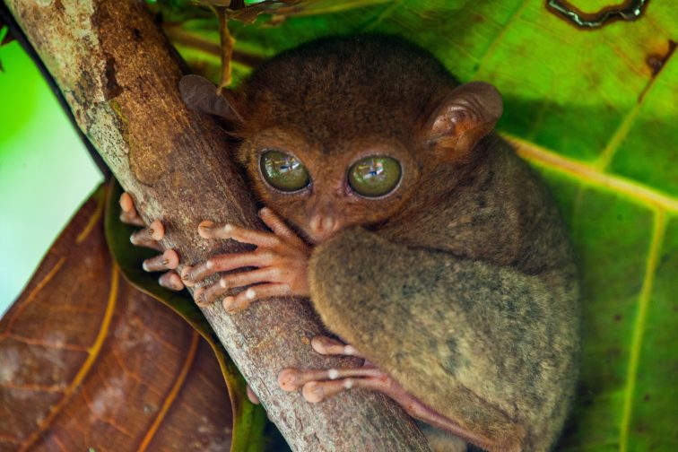 Little tarsier monkey in the tree