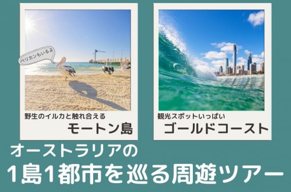 野生のイルカと触れ合える「モートン島」＆人気観光地「ゴールドコースト」へ行くおすすめツアー紹介