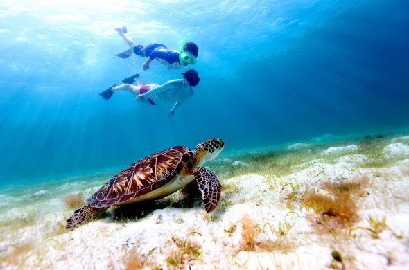 Snorkeling with Sea Turtle