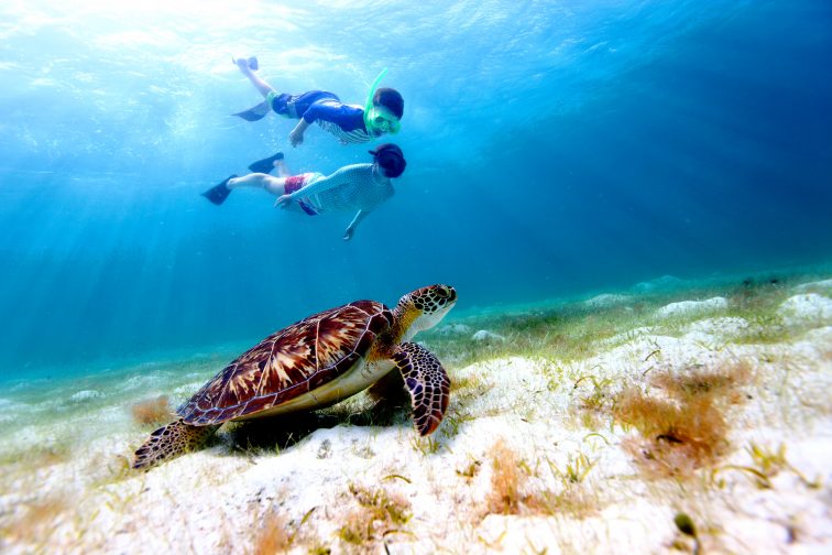 Snorkeling with Sea Turtle