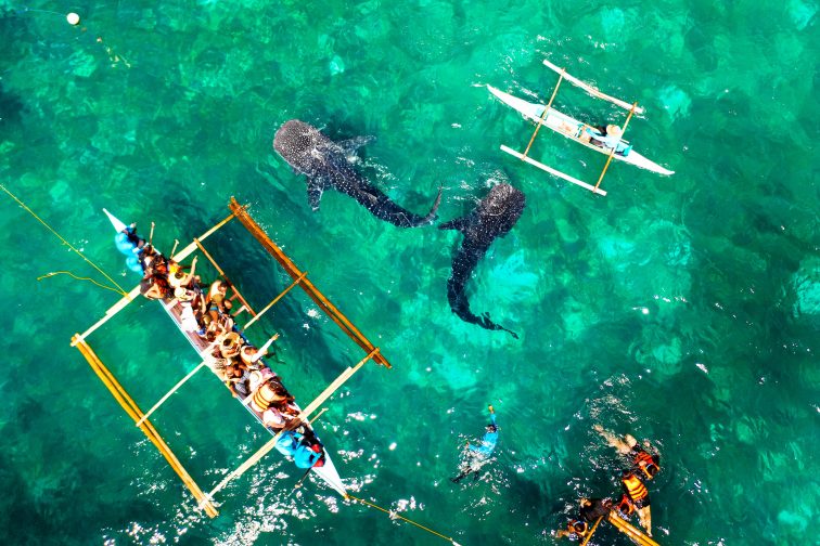 Whale Shark Watching in Oslob Cebu Island