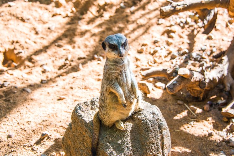 animals in the honolulu zoo