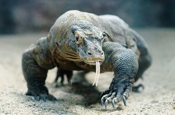 comodo from bali