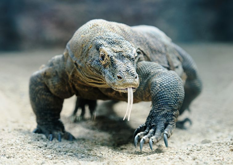 ハワイ 家族旅行で訪れたいホノルル動物園の見どころを徹底検証 トラベルスタンダードジャパン