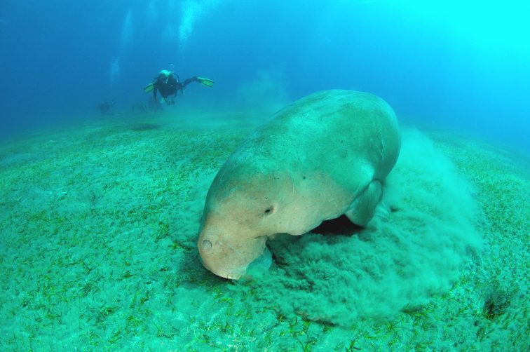 dugong eating seaweed