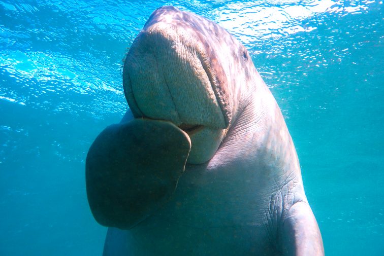 dugong2