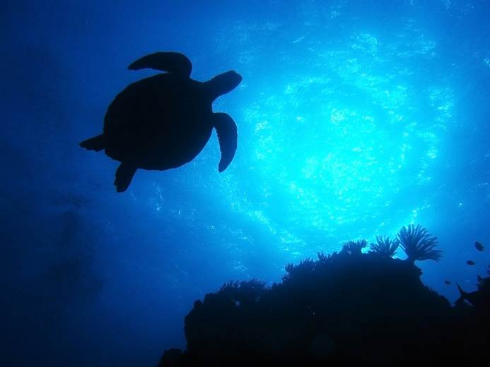 ケアンズ・ツアー紹介用（3×4）