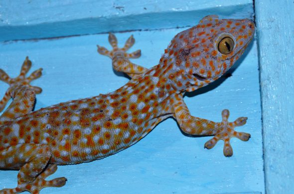gecko in philippines