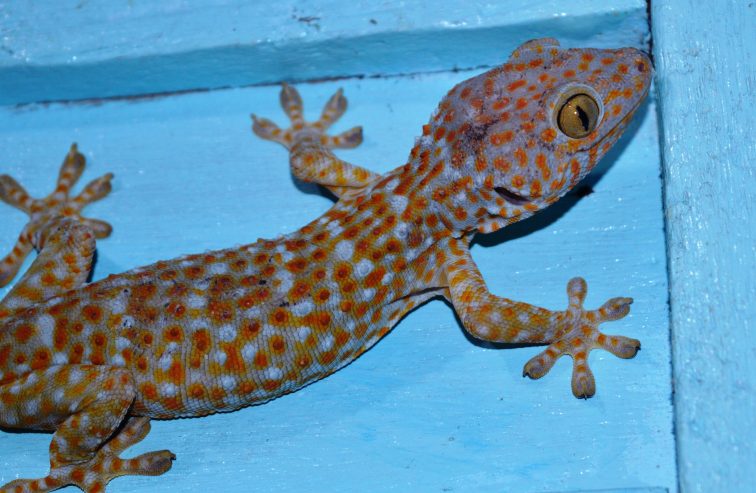 gecko in philippines