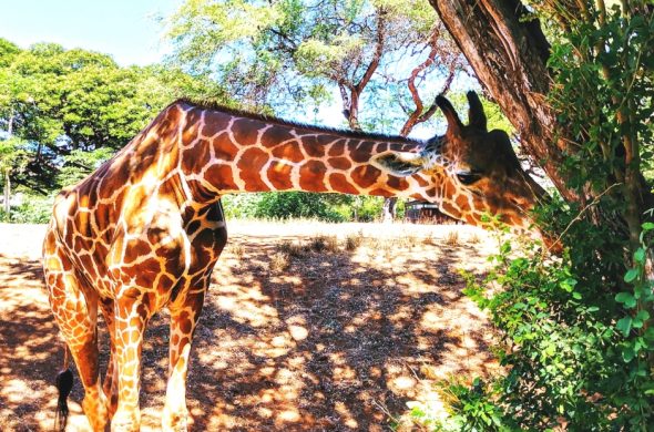 honolulu zoo hawaii tour