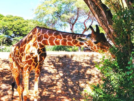 honolulu zoo hawaii tour