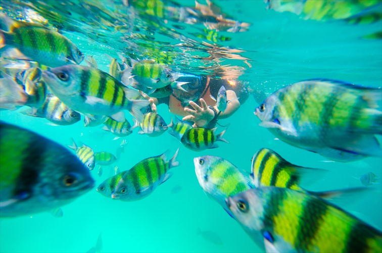 小さな魚たちが泳ぐ綺麗な海でのシュノーケリング
