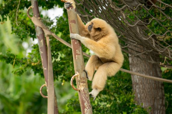 monkey in the honolulu zoo (2)
