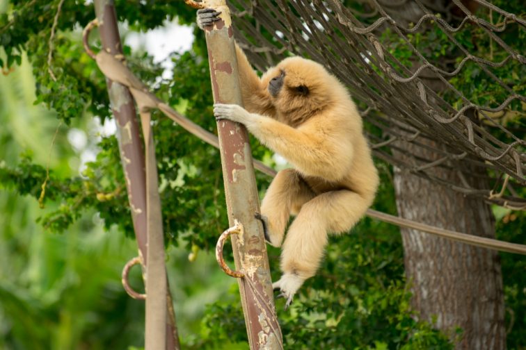 monkey in the honolulu zoo (2)