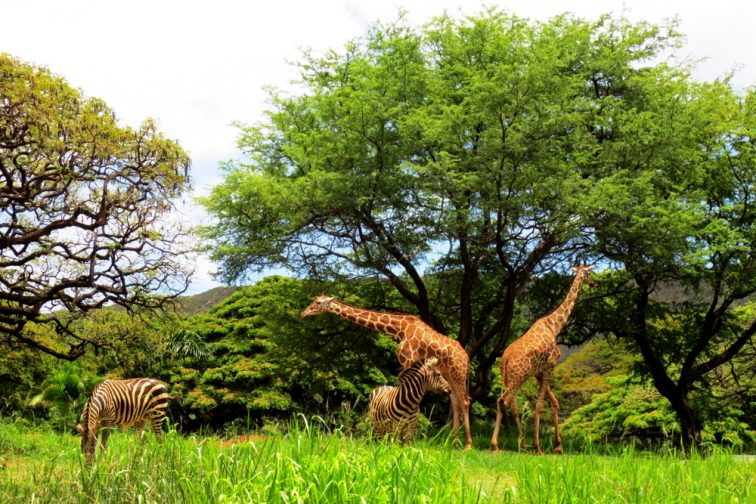 savannah in the honolulu zoo