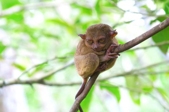 Philippine tarsier in the woods