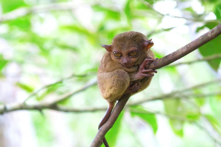 Philippine tarsier in the woods