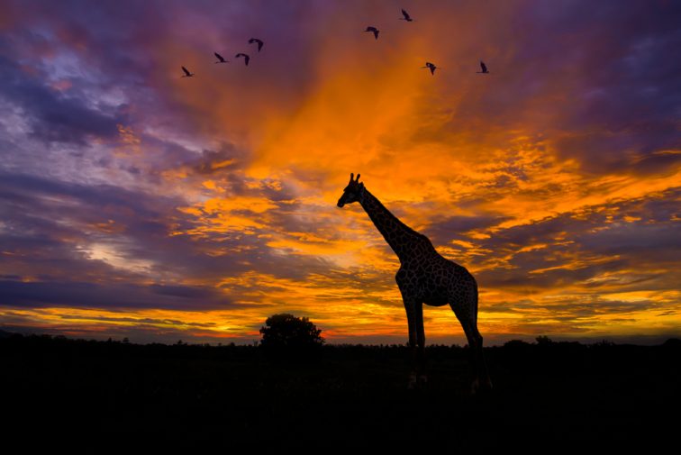 夕刻時のサバンナ