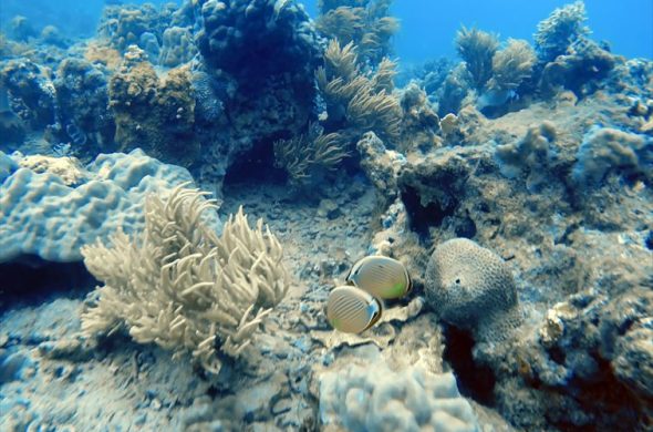 ニャチャンの乾季は海の透明度も高く、海で気持ちよく遊べる