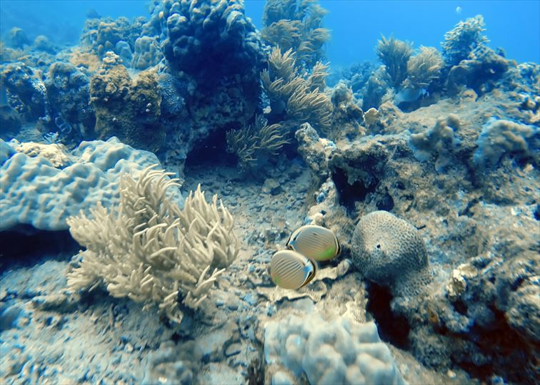 ニャチャンの乾季は海の透明度も高く、海で気持ちよく遊べる