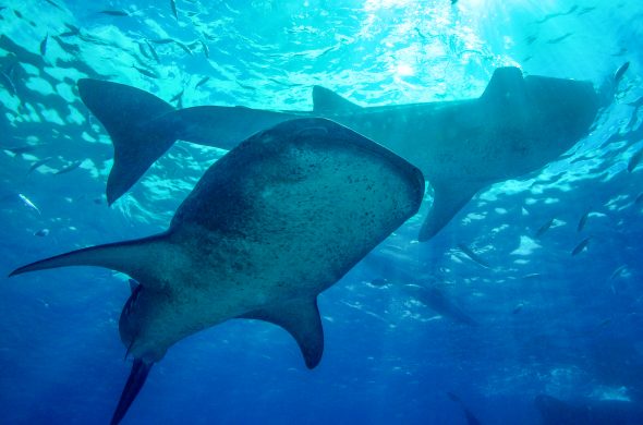 Whale shark in Oslob