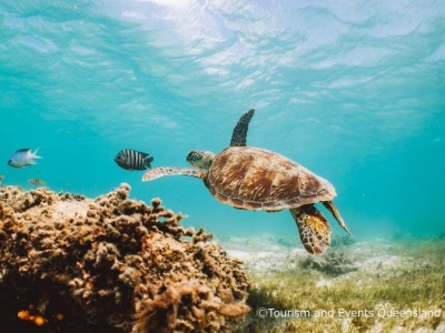 オーストラリア・リザード島3×4