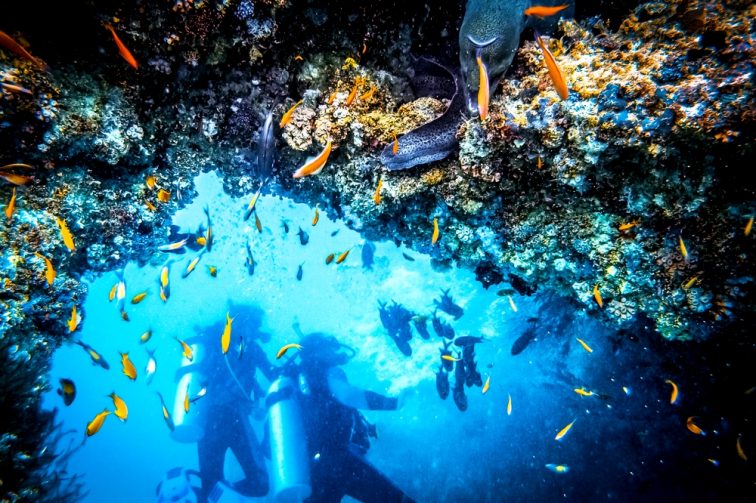 diving in palau