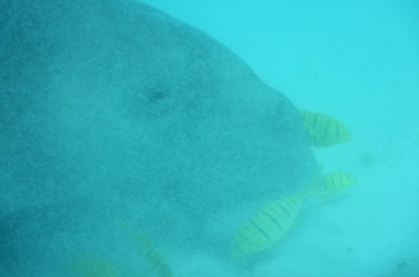 dugong