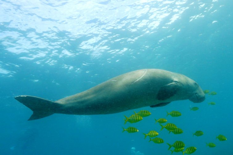 dugong with fish