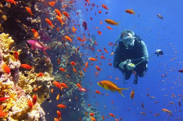 普段はなかなか見られないユニークな海洋生物に出合えるかも！