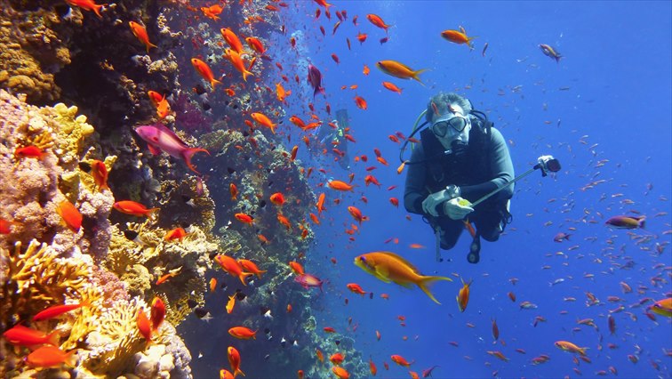 普段はなかなか見られないユニークな海洋生物に出合えるかも！