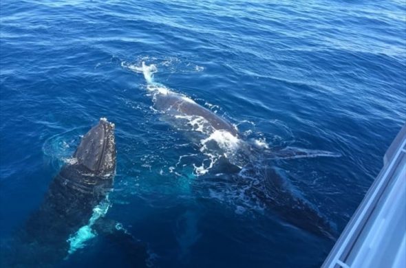 野生生物ウォッチング