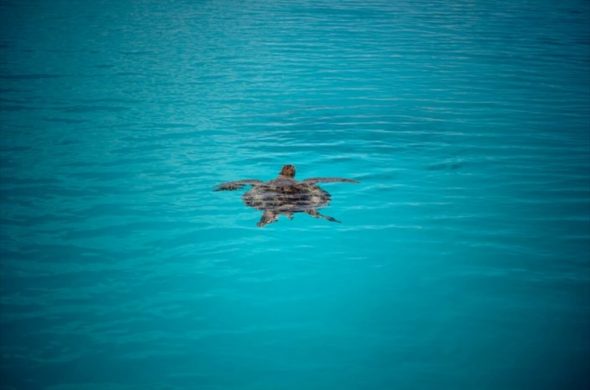 赤ちゃんガメが海へ帰る姿を見れるかも！