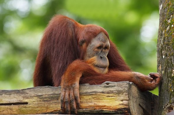 オランウータンのリハビリ施設「セメンゴ・ワイルドライフ・センター」