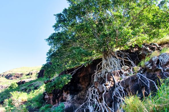puu-o-hulu-hike-oahu-hawaii2