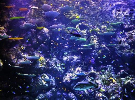 ケアンズ水族館