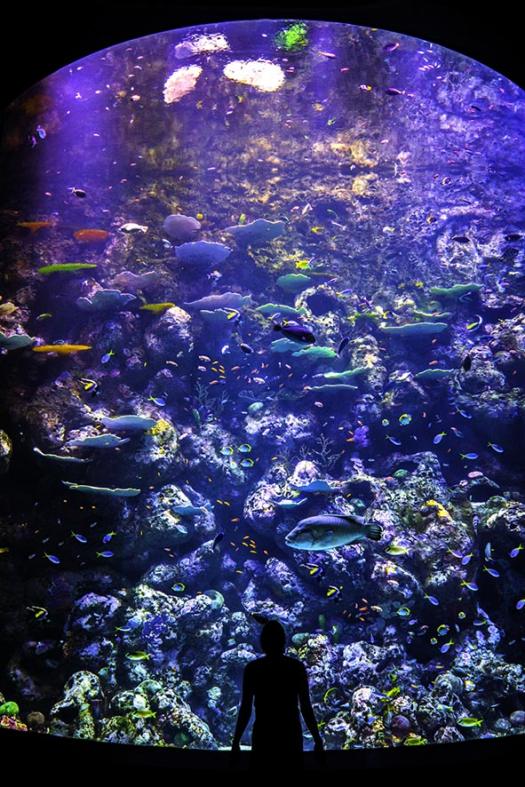 ケアンズ水族館