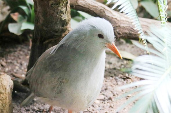 12_New Caledonia kagu a national bird