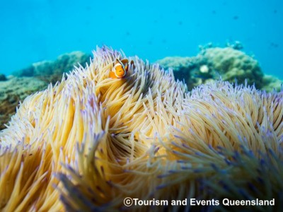 オーストラリア・フランクランド島