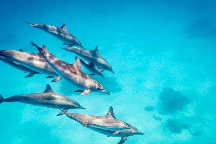 dolphines swimming at New Caledonia image