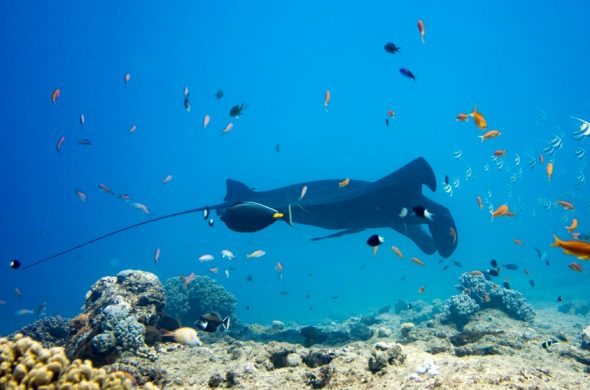 black manta_New Caledonia