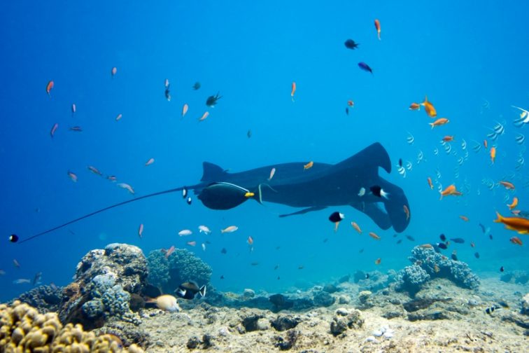 black manta_New Caledonia