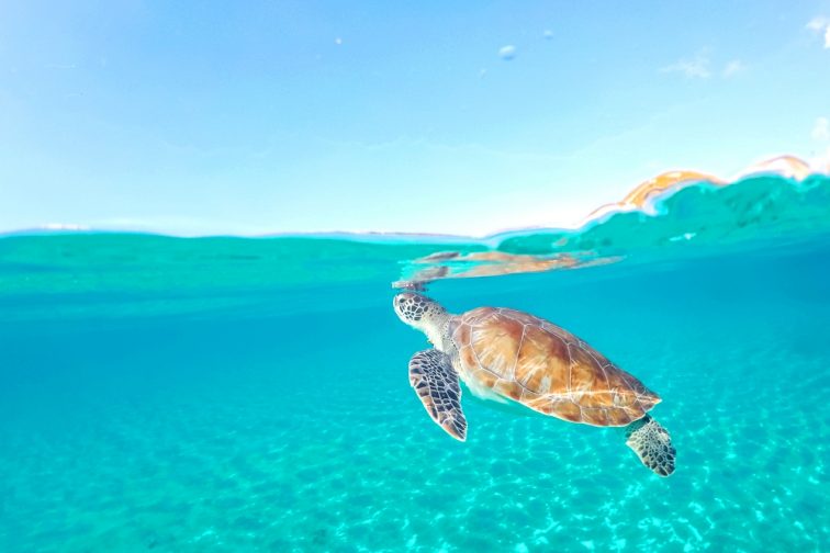 8_New Caledonia sea turtle coming up to breath