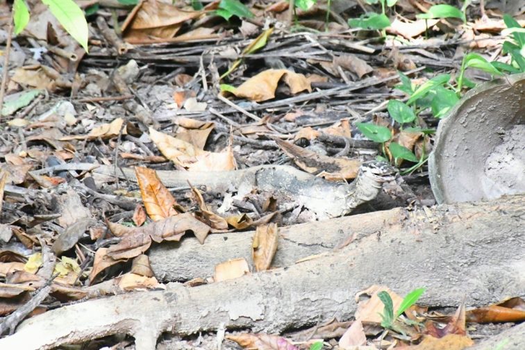animals in resort
