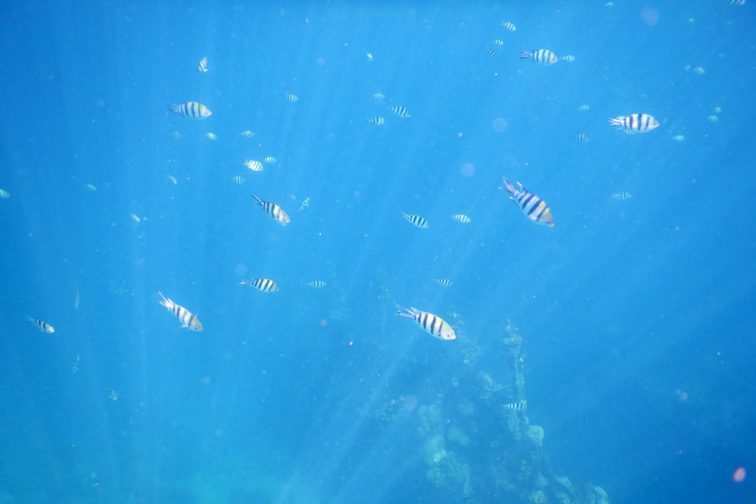 fish swimming around the wreck